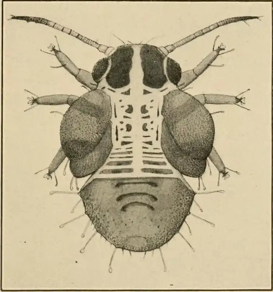 Illustration of a detailed insect anatomy