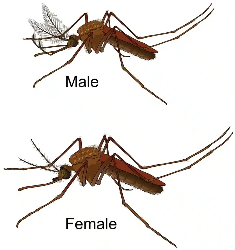Illustration of two mosquitoes