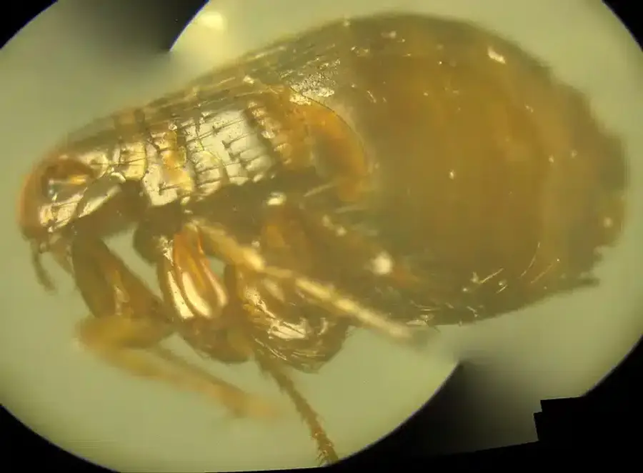 Side view of flea showing flattened body