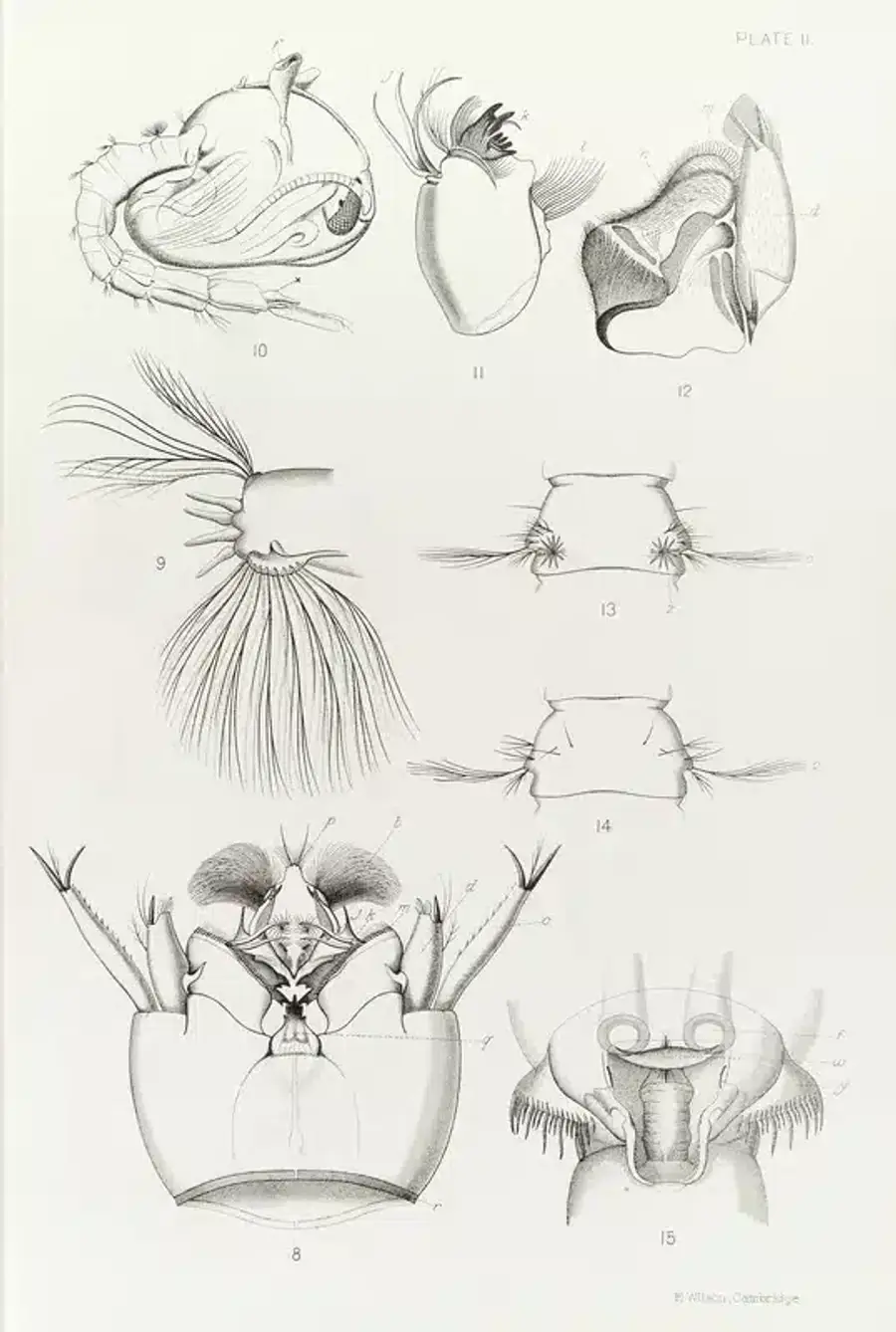 Black and white sketches of aquatic invertebrates