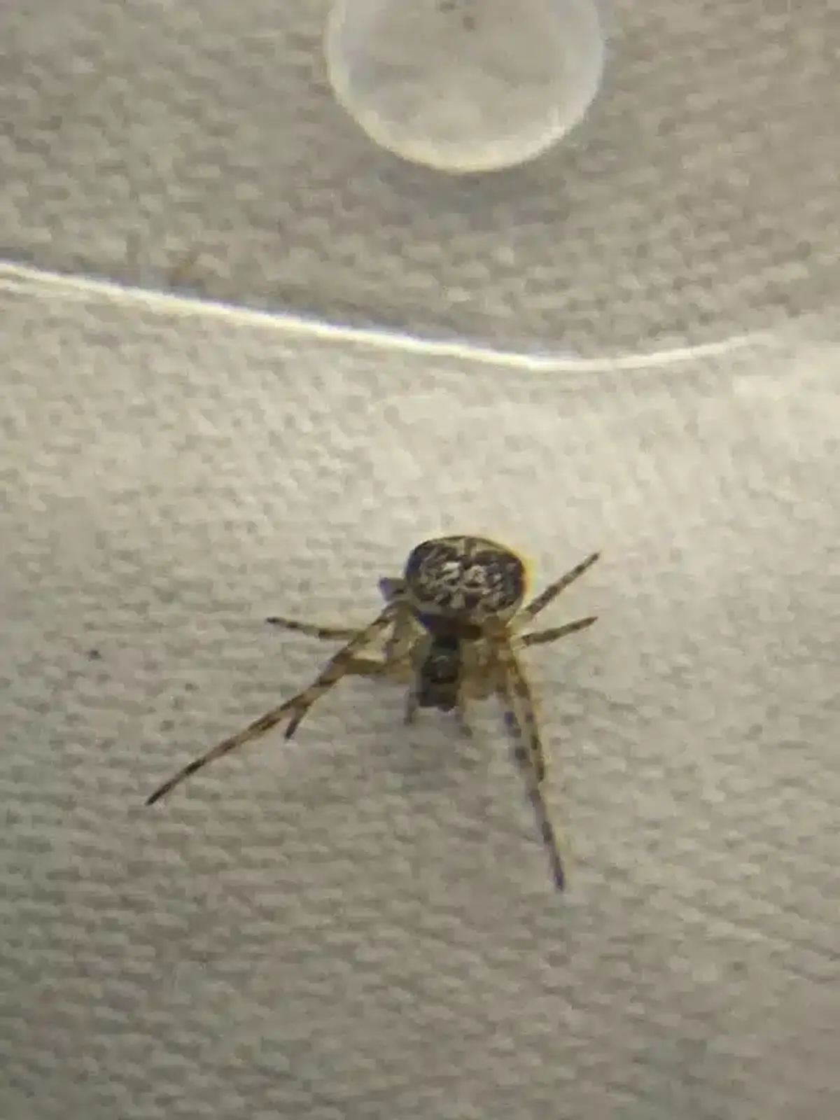 Detailed spider showing identification features during increased home sightings