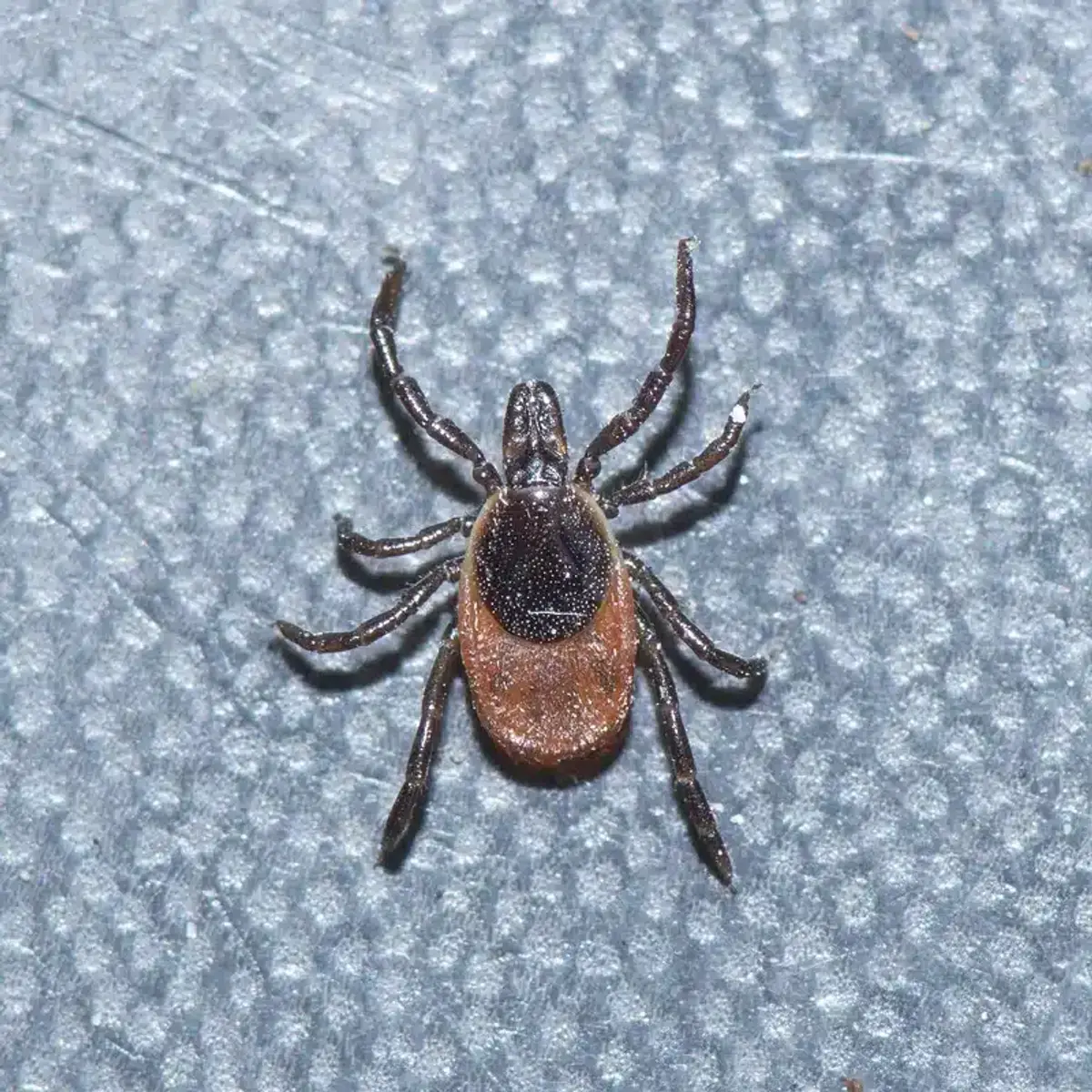 Close-up view of a tick showing its detailed body structure