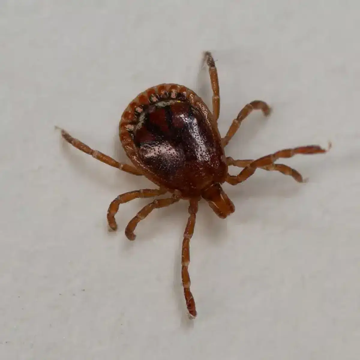 Detailed tick photograph showing anatomical features for life stage identification