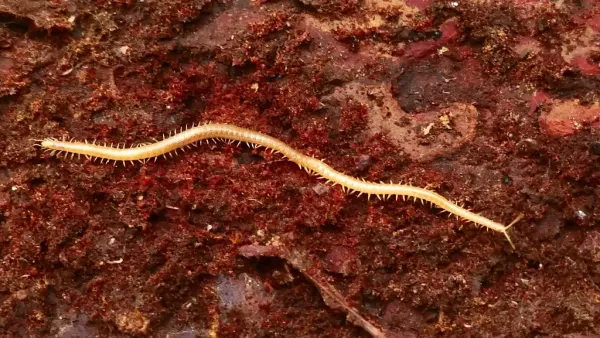 Diamondback soil centipede on reddish bark surface showing its slender segmented body and numerous legs