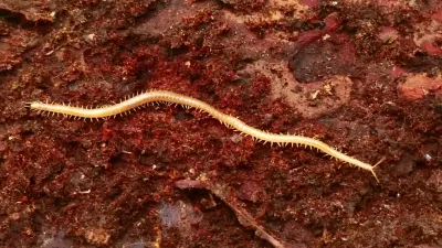 Diamondback soil centipede on reddish bark surface showing its slender segmented body and numerous legs