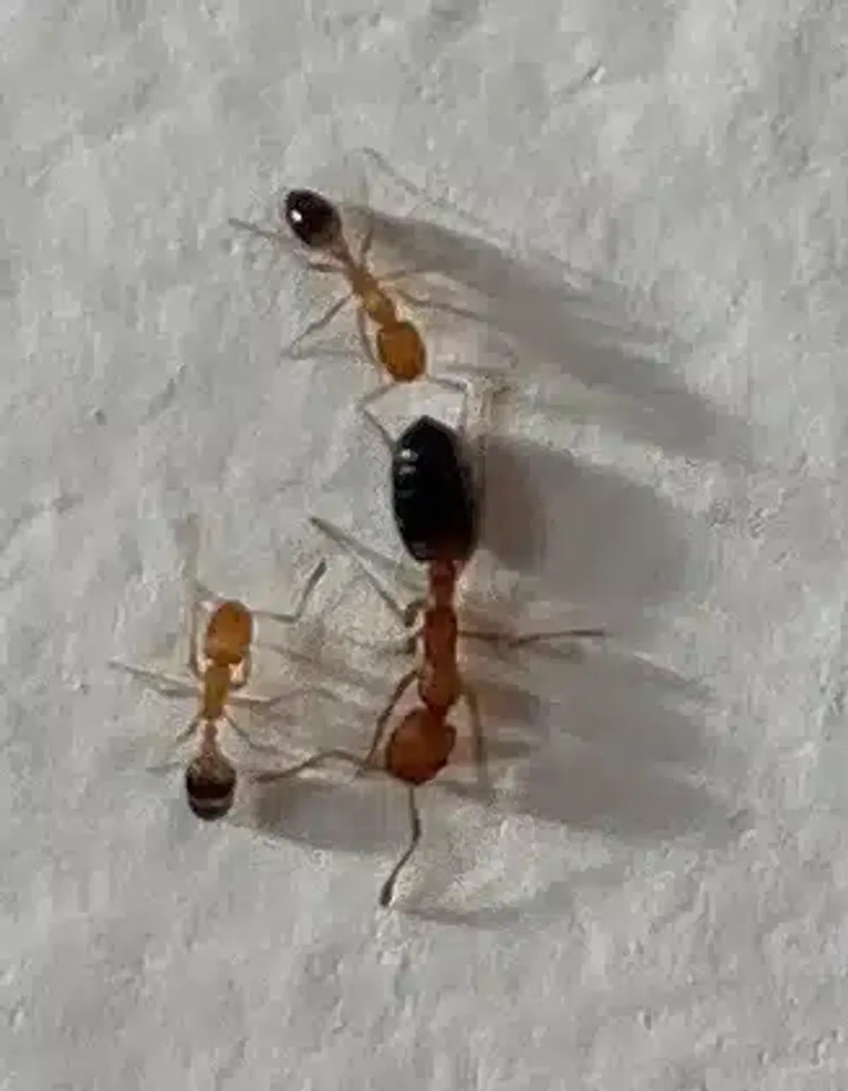 Three ants of different sizes showing the variety of ant species that commonly invade bathroom spaces