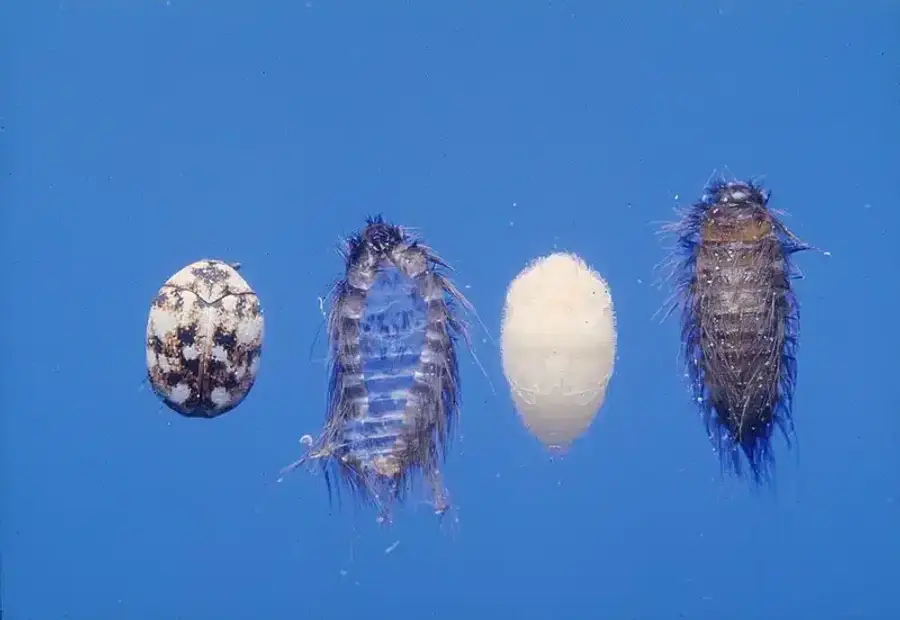 Different stages of scale insects