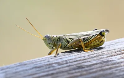 Differential Grasshopper
