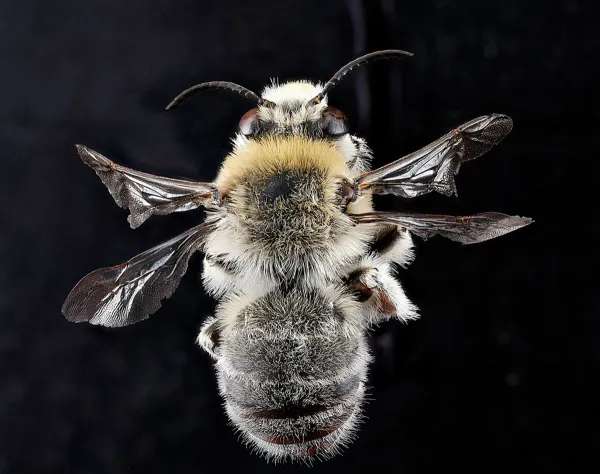 Top-down view of a digger bee showing fuzzy body and striped abdomen
