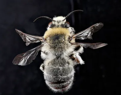 Top-down view of a digger bee showing fuzzy body and striped abdomen