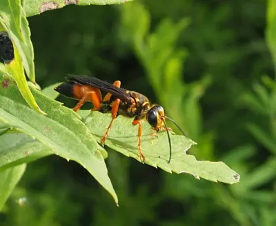 Side view of a great golden digger wasp on a leaf showing distinctive orange legs and black-tipped abdomen