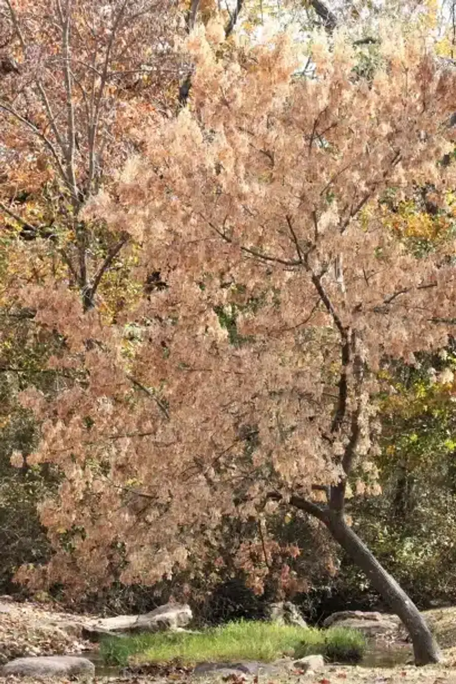 Tree with brown leaves in autumn