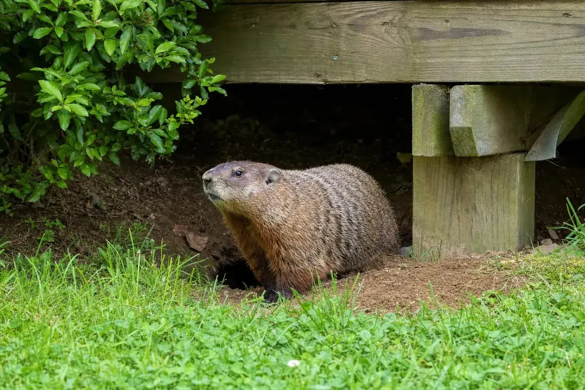 A groundhog standing at the entrance of its burrow under a backyard deck