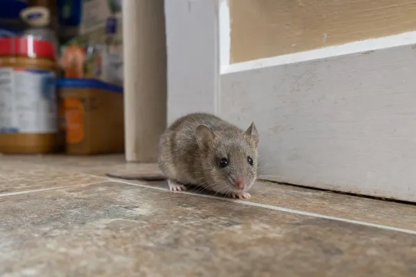 Do Mice Carry Rabies? What the CDC and Local Data Say