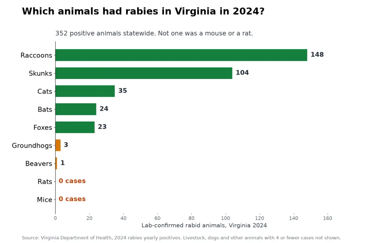 Bar chart of lab-confirmed rabid animals in Virginia in 2024: raccoons 148, skunks 104, cats 35, bats 24, foxes 23, groundhogs 3, beavers 1, rats 0, mice 0