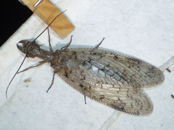 Adult female dobsonfly showing large veined wings and mottled gray-brown coloration