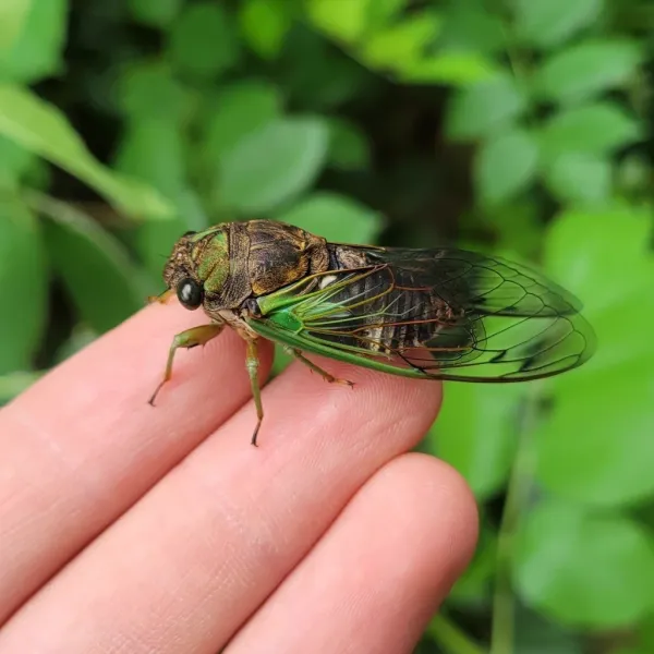 Dog-day cicada held on fingers showing green and brown coloring with transparent wings