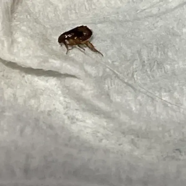 Close-up of a dog flea showing its reddish-brown body and powerful hind legs on white fabric