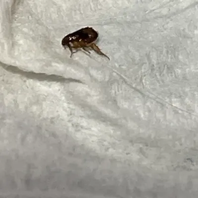 Dog Fleas