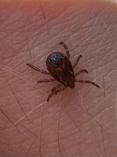 Dog Ticks