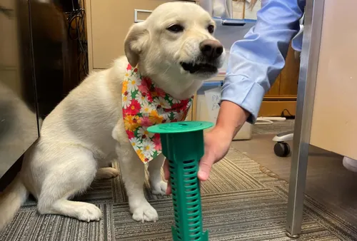 Family dog next to a Sentricon termite bait station showing the lower-risk treatment approach used by Better Termite in Marshall Virginia