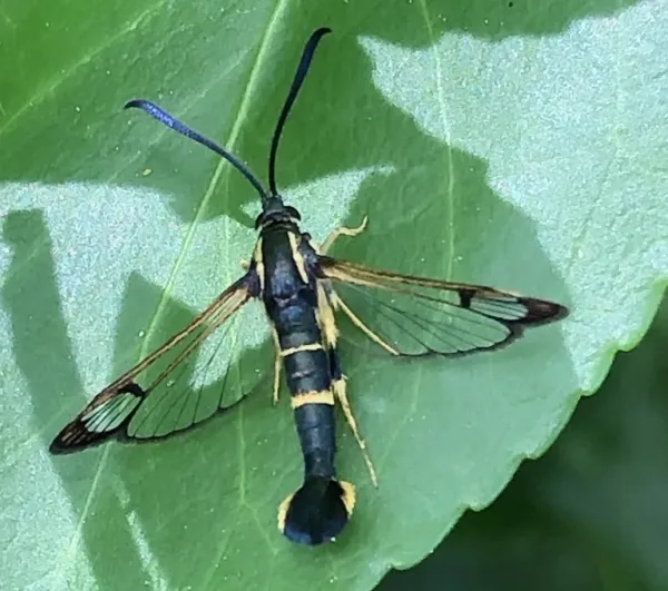 Dogwood borer moth viewed from above on a leaf, showing its blue-black body, yellow bands, and clear wings