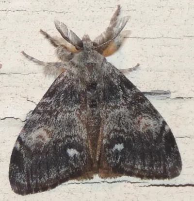 Adult male Douglas-fir tussock moth showing gray-brown wings with mottled pattern and feathery antennae