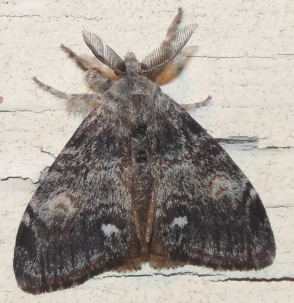 Adult male Douglas-fir tussock moth showing gray-brown wings with mottled pattern and feathery antennae