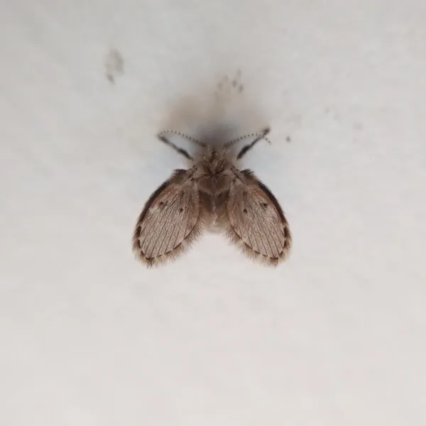 Close-up of a drain fly showing its distinctive fuzzy, moth-like wings