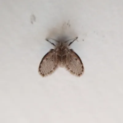 Close-up of a drain fly showing its distinctive fuzzy wings