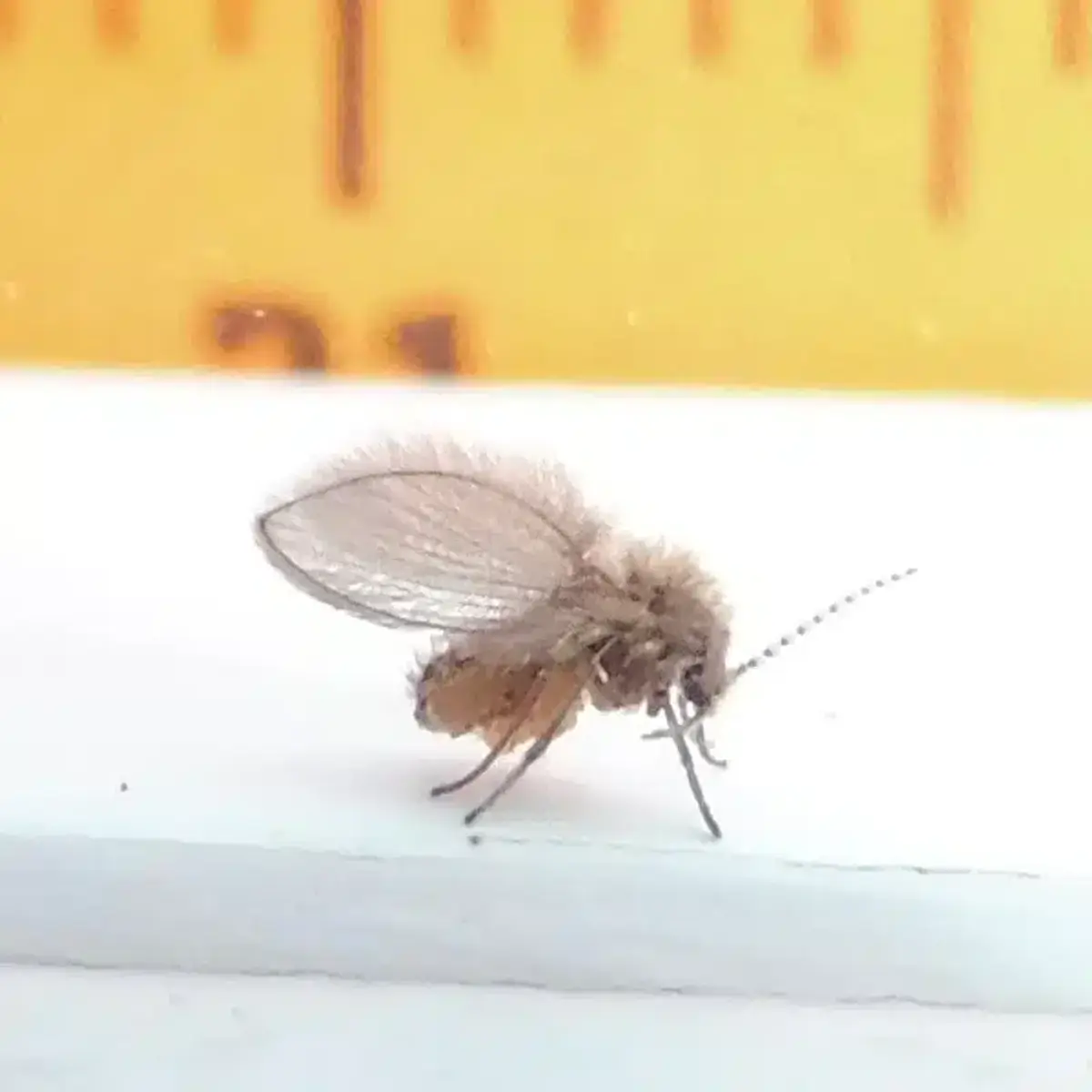 Drain fly next to a ruler showing its small size and egg cluster