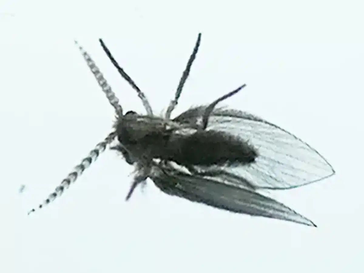Drain fly with wings spread showing hairy body and mottled wing pattern