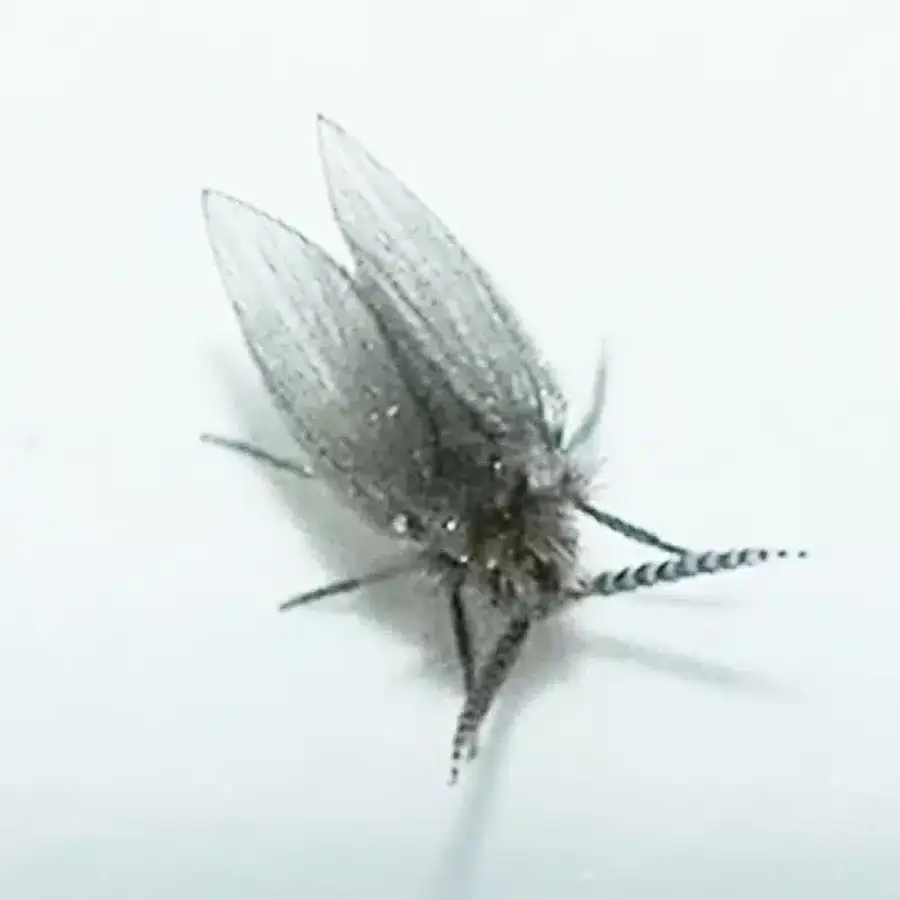 Close-up of a drain fly showing fuzzy body and moth-like wings