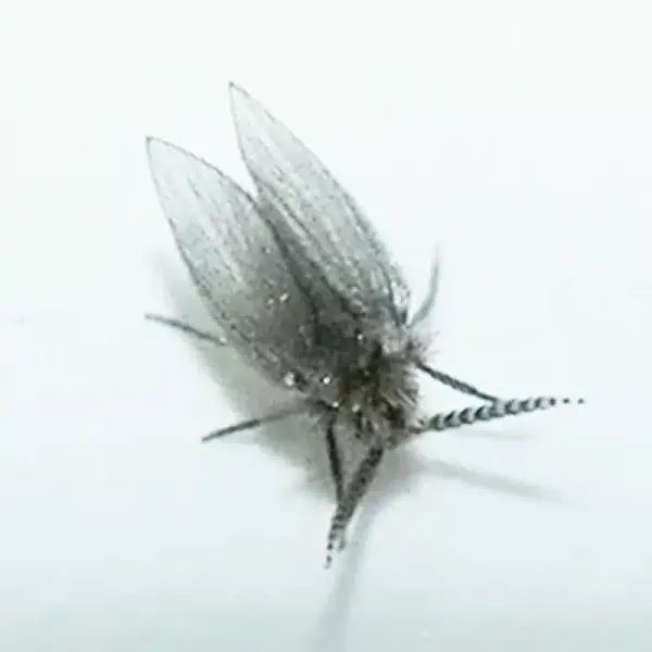 Drain Flies vs Fruit Flies: How to Identify and Get Rid of Both