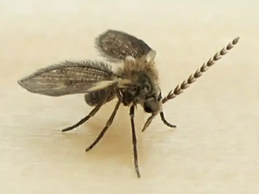 Side view of a drain fly showing its fuzzy body and wing structure