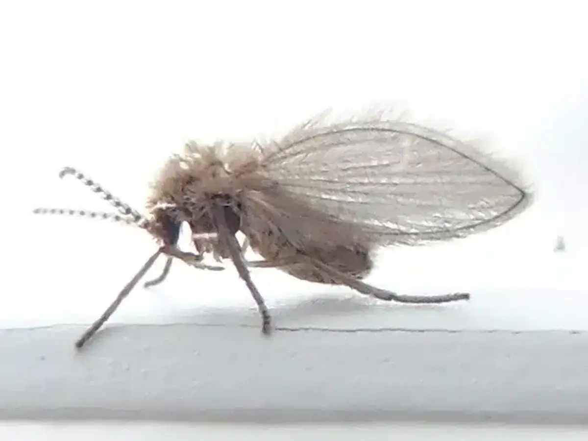 Profile view of drain fly showing wing structure