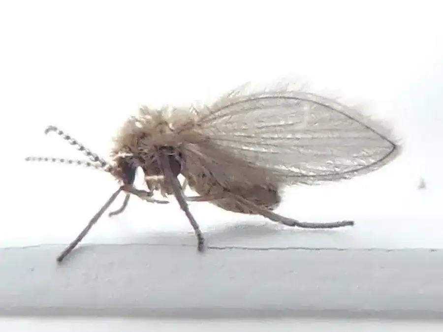 Side view of a fuzzy moth-like drain fly with hairy wings