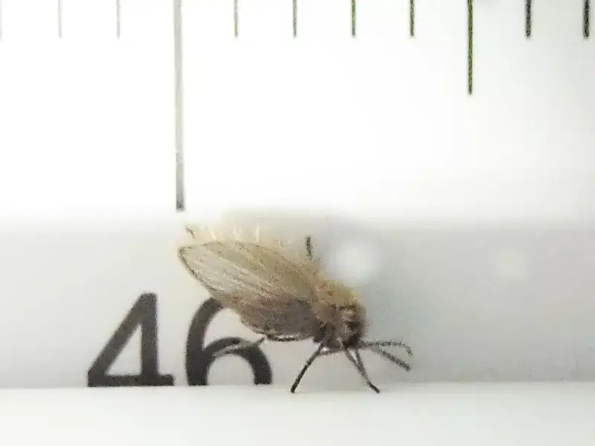 Drain fly positioned next to a ruler showing actual size