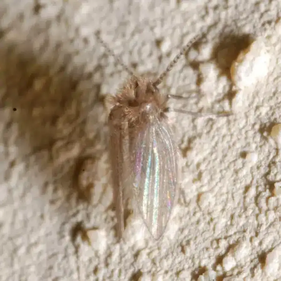 Drain fly resting on a textured wall with wings held flat
