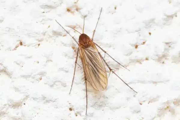 Fungus Gnats vs Drain Flies: Your Complete ID Guide