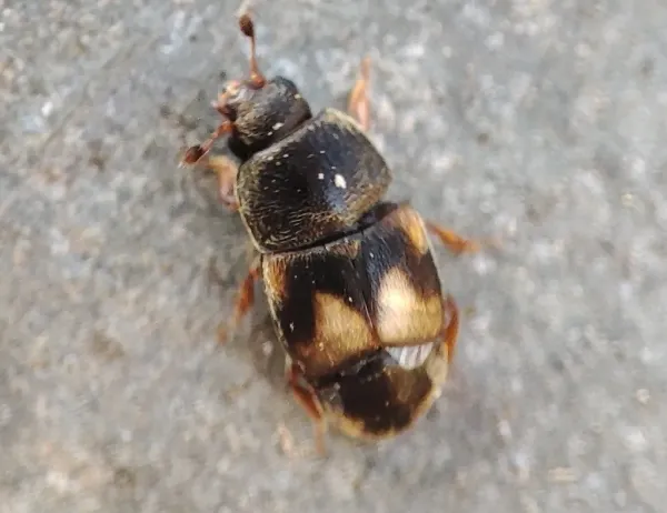 Dried fruit beetle viewed from above showing a small black body with two amber spots on each short wing cover