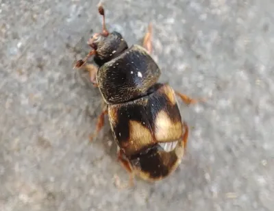 Dried Fruit Beetles