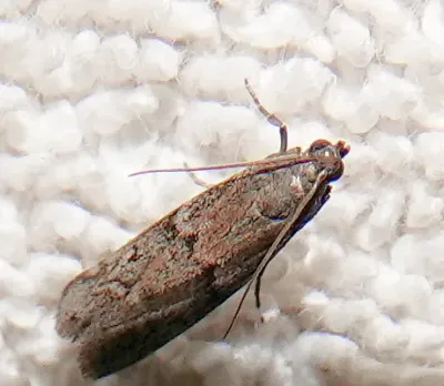 Top-down view of a dried fruit moth resting on white fabric showing its gray-brown wing pattern