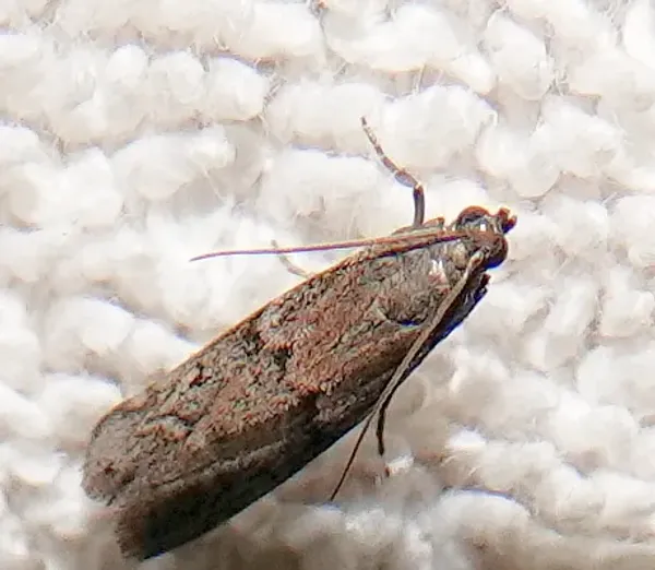 Top-down view of a dried fruit moth resting on white fabric showing its gray-brown wing pattern