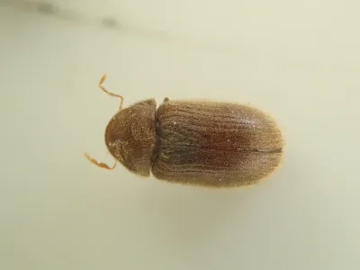 Top-down view of a drugstore beetle showing its reddish-brown oval body and fine striations on the wing covers