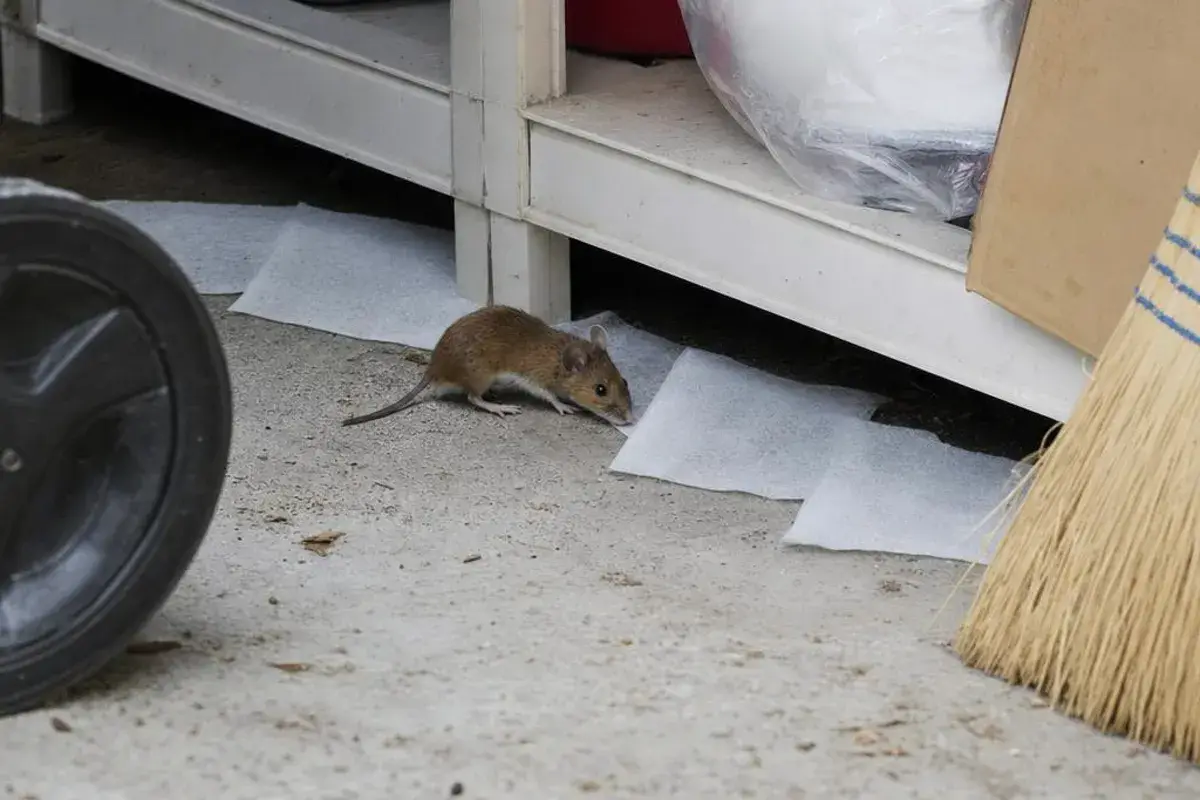 House mouse walking past white dryer sheets laid under a garage storage shelf