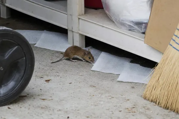 Do Dryer Sheets Repel Mice? No, and Mice May Nest in Them