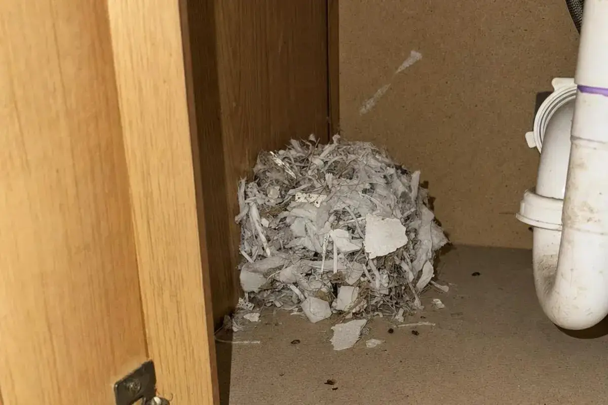 Ball-shaped mouse nest of shredded white paper and fibers in the back of a kitchen sink cabinet with droppings nearby