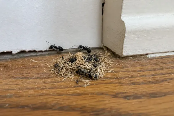 Drywall Signs of Carpenter Ants: 7 Clues Hiding Behind Your Walls
