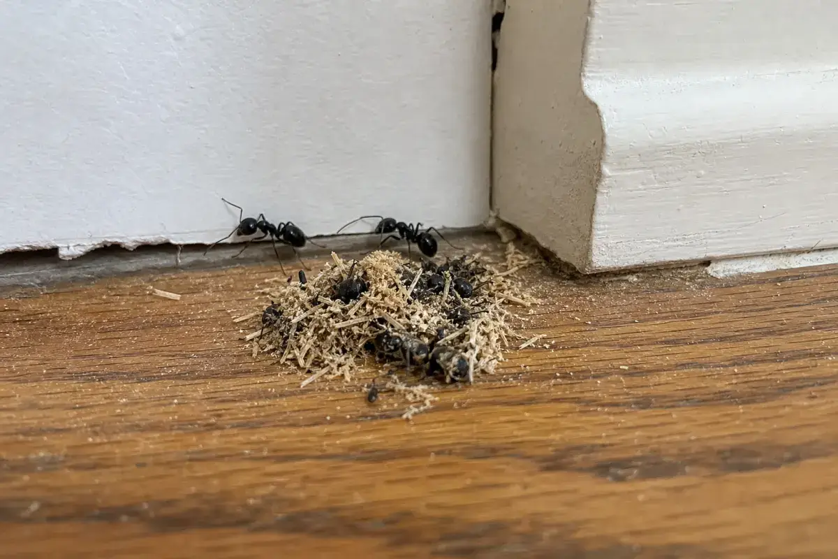 Pile of coarse wood shavings and dead ants on a wood floor below a gap between drywall and baseboard